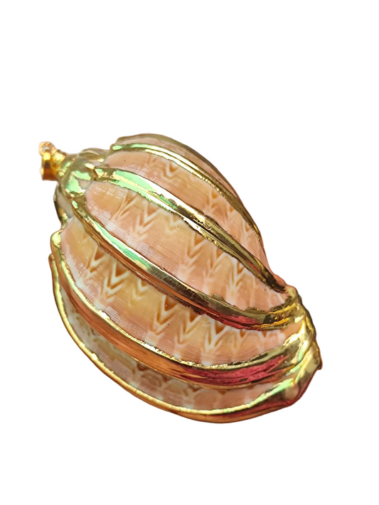 Major Harpa Seashell Pendant